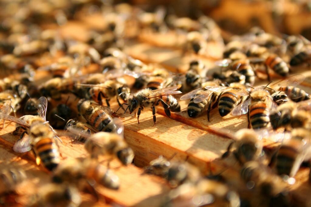 Climate Change and Bee Survival