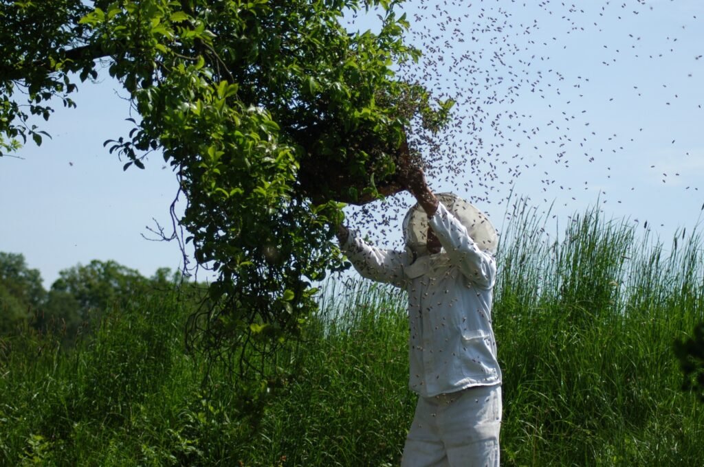 Bee Monitoring Programs Around the World