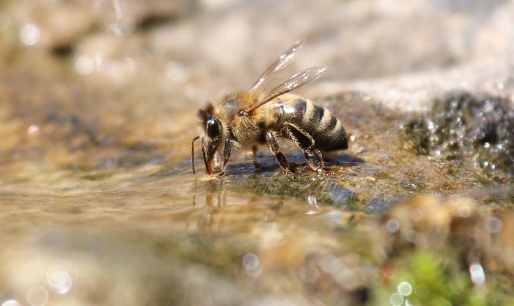 Beginner’s Guide to Helping Bees