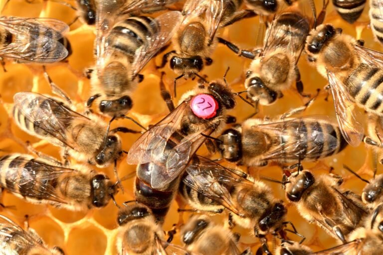 The Mystery of Queen Bee Power