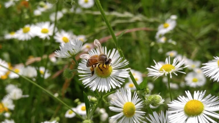 Protecting Pollinator Habitats Locally