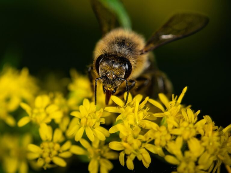 Seasonal Flowers for Pollinators