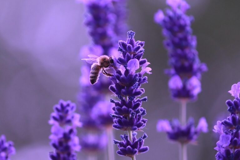 Herbs That Attract Busy Bees