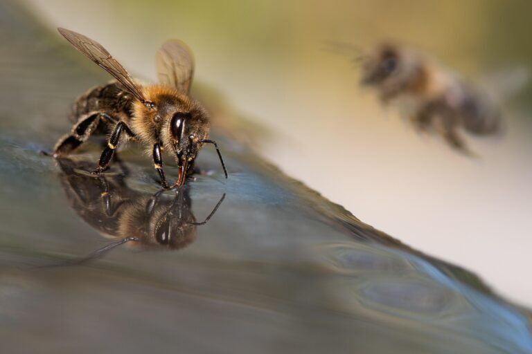 Water Stations for Your Garden Bees
