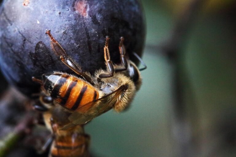 Bees and Sustainable Agriculture