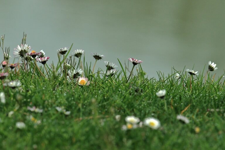 Creating Bee-Friendly Lawns