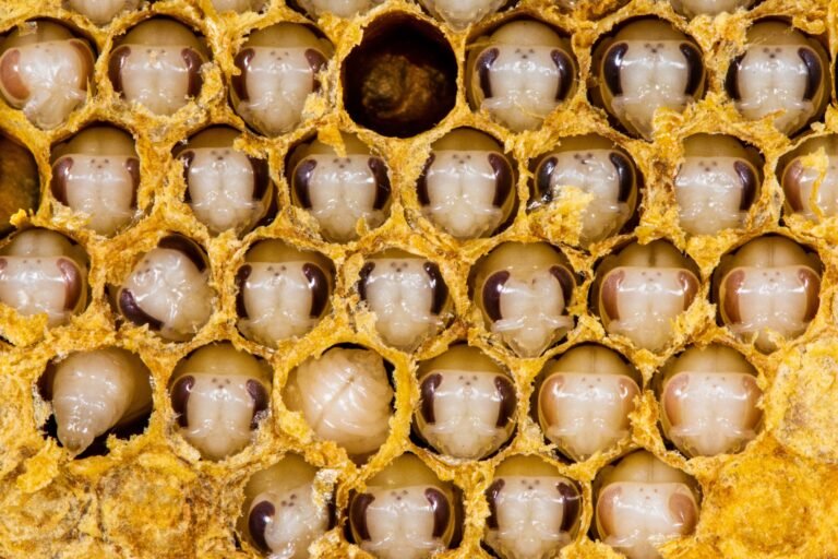 Bee Lifecycles: From Egg to Adult