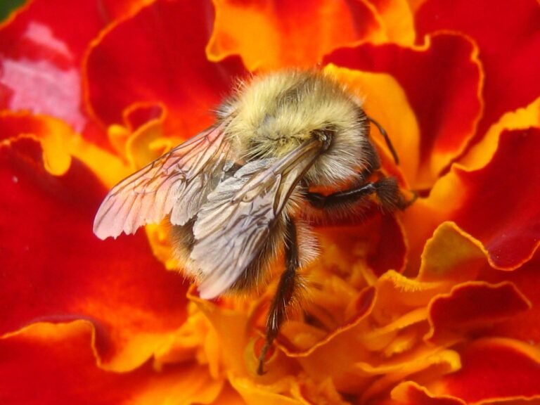 The Science Behind Bee Memory
