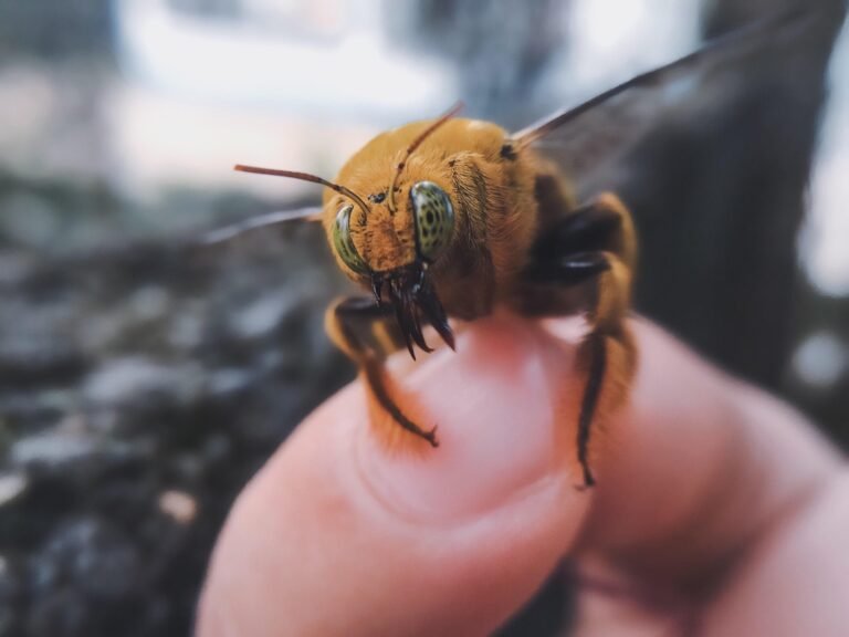 Do Bees Remember Individual Humans?