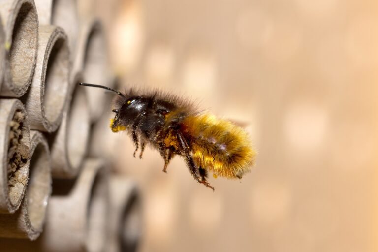 How Bees See the World